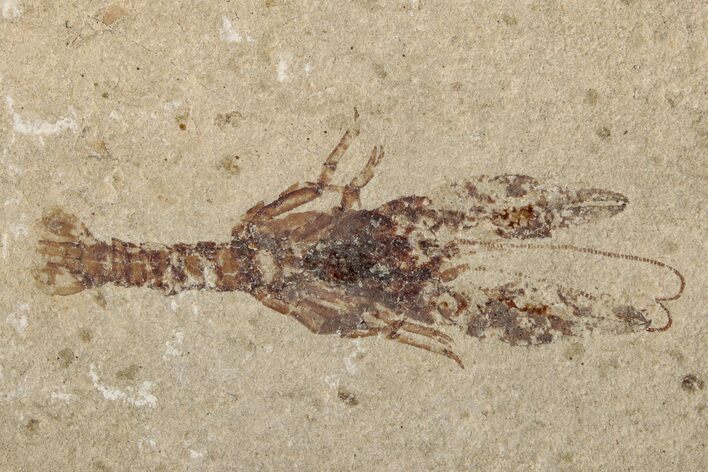 Cretaceous Fossil Lobster & Brittle Star Association - Hakel, Lebanon #200276